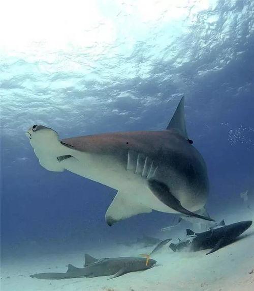 与鲨共舞 第一季,深海奇遇记