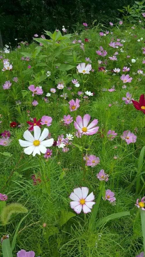 一路格桑花,一路绽放的美丽旅程