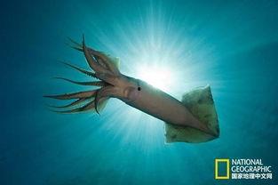 世界致命动物系列：中美洲篇,揭秘这片神秘土地上的危险生物