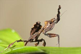 幽灵螳螂2突变,突变启示录